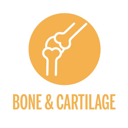 media/image/4-Your-Recovery-Bone-and-Cartilage.jpg