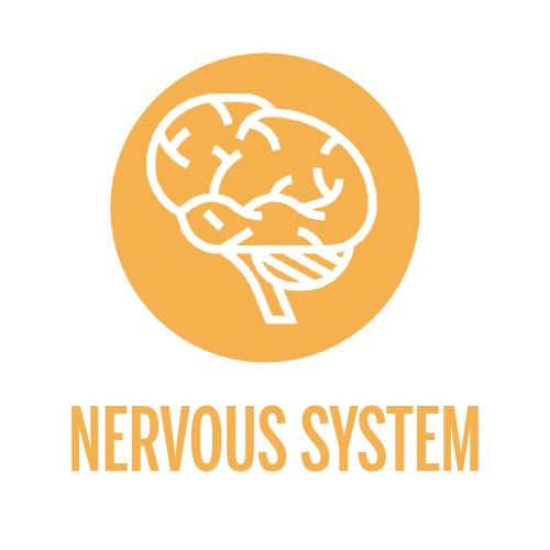 media/image/4-Your-Recovery-Nervous-System.jpg