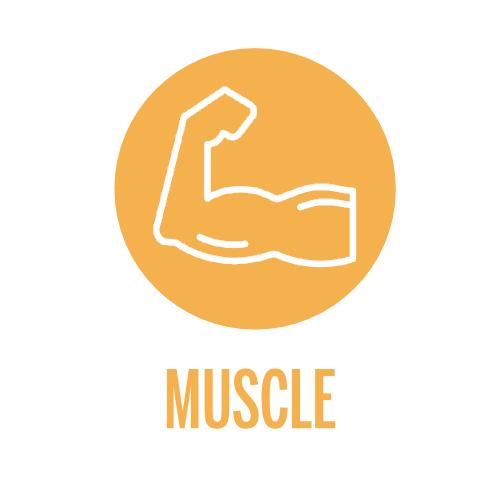 media/image/4-Your-Recovery-Muscle.jpg